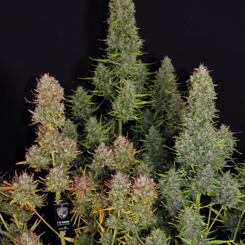 Mk-Ultra Auto