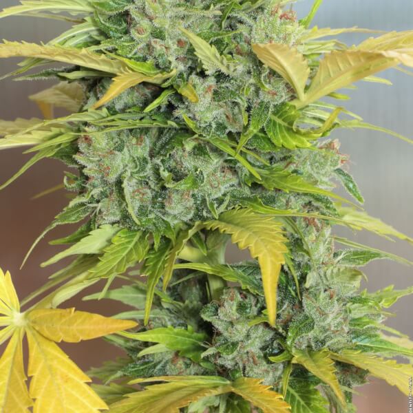 Auto AK-47