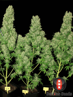 White Russian