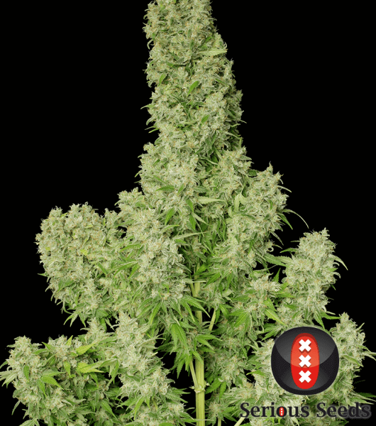 White Russian