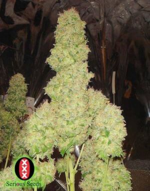 White Russian #1 Auto