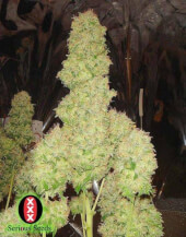 White Russian #1 Auto