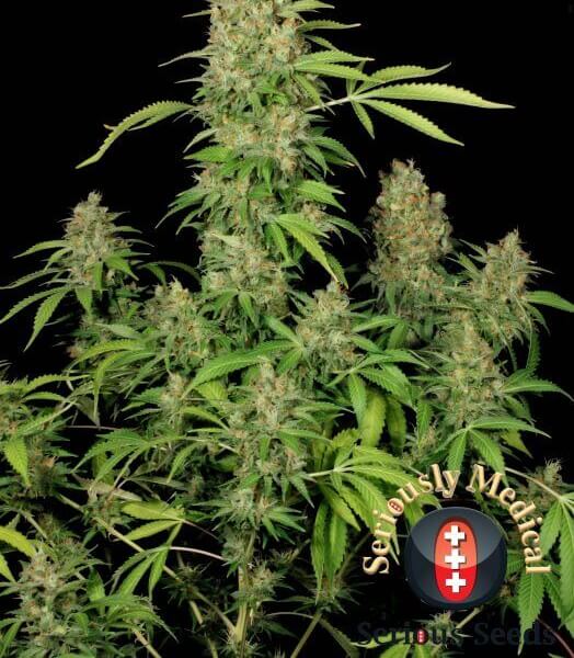 CBD Chronic