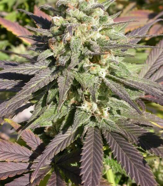 CBD Warlock
