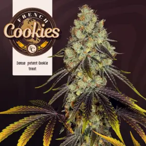 French Cookies
