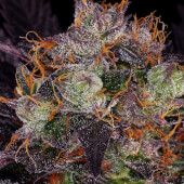 French Macaron aka Gelato 33