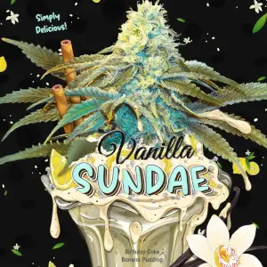 Vanilla Sundae 710 Special Pack