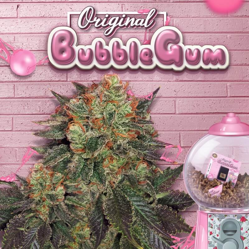 Bubblegum