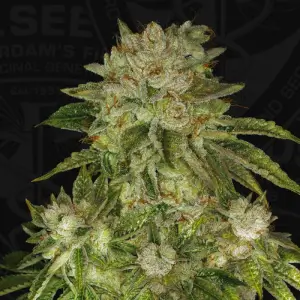 MK-Ultra
