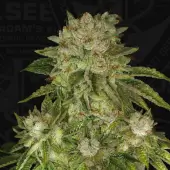 MK-Ultra