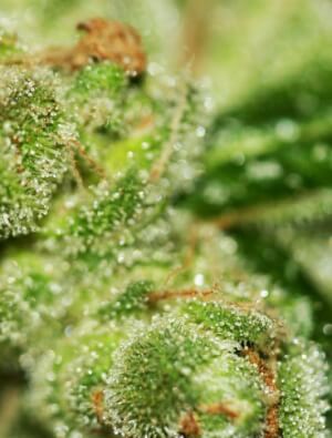 Sage N Sour