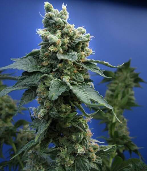 Sage N Sour