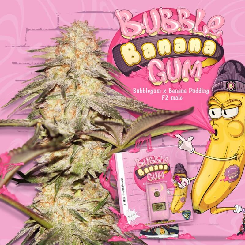BubbleBananaGum