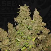 MOB - Mother of Berries