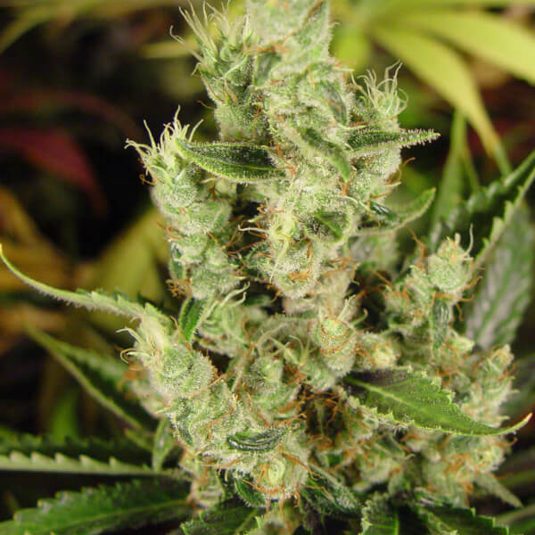 Amnesia Haze