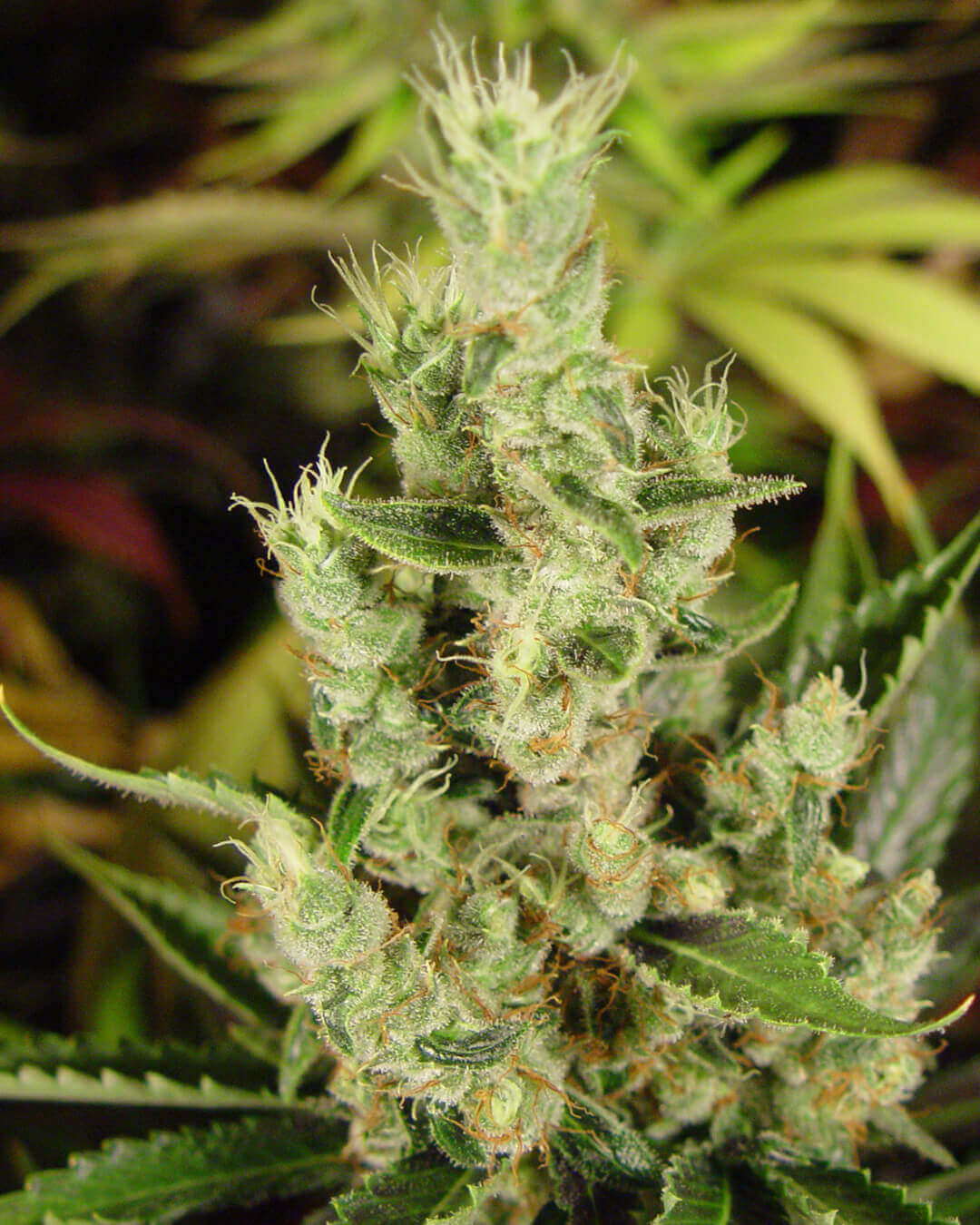 Amnesia Haze