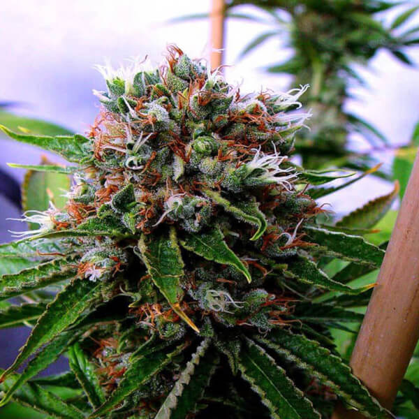 Buddha's Sister