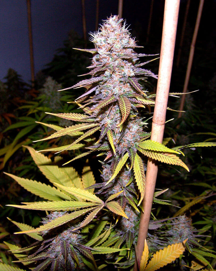 Lavender #1