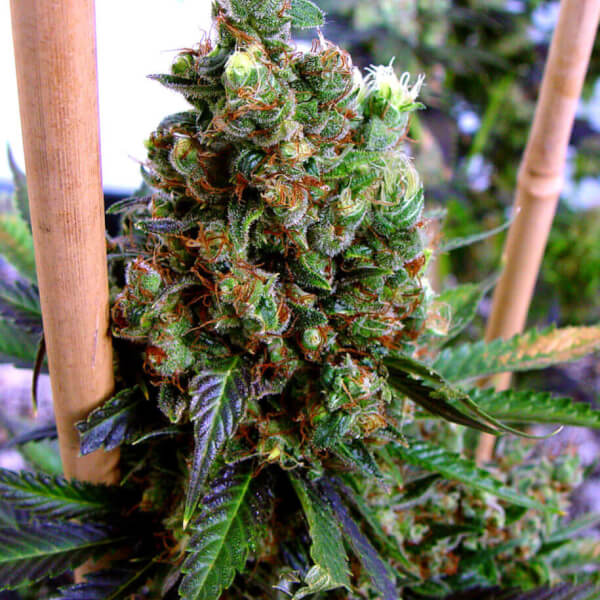 New York City Diesel