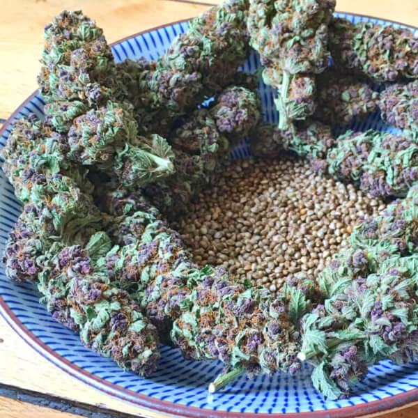 SoPurple