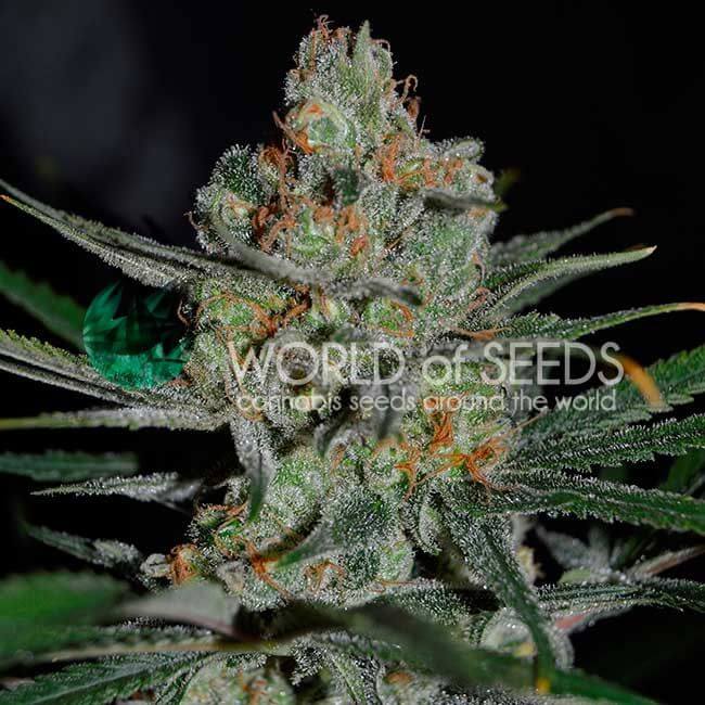 Afghan Kush