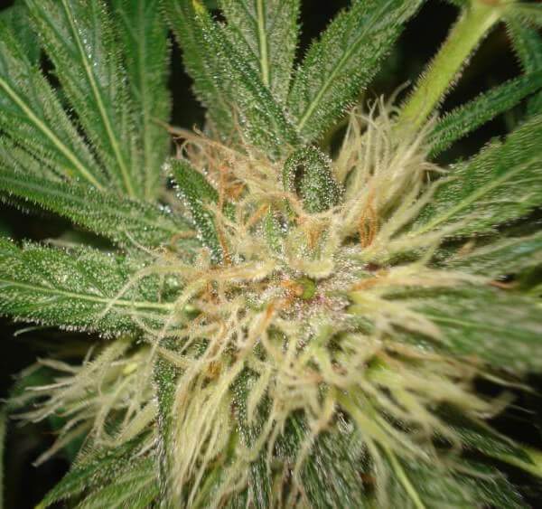 Amnesia