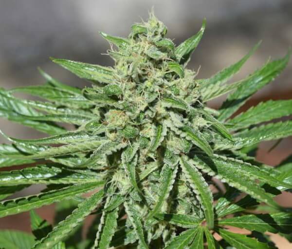 CBD Tonic