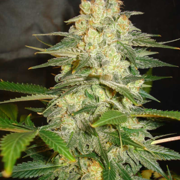 Afghan Kush Ryder