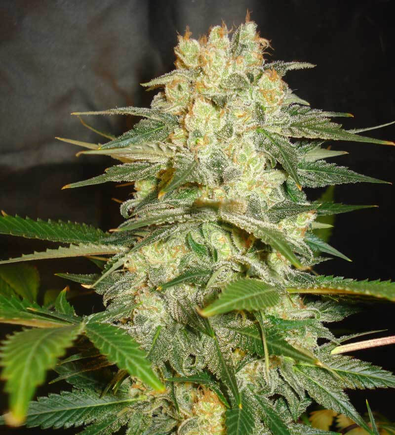 Afghan Kush Ryder
