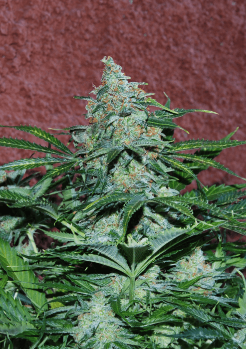 Amnesia Ryder Auto
