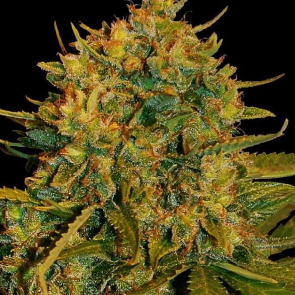 Northern Light x Big Bud Ryder