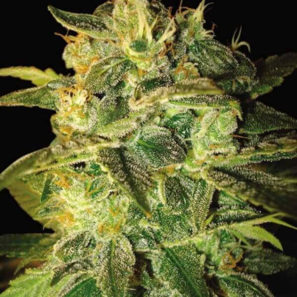 Sugar Mango Ryder