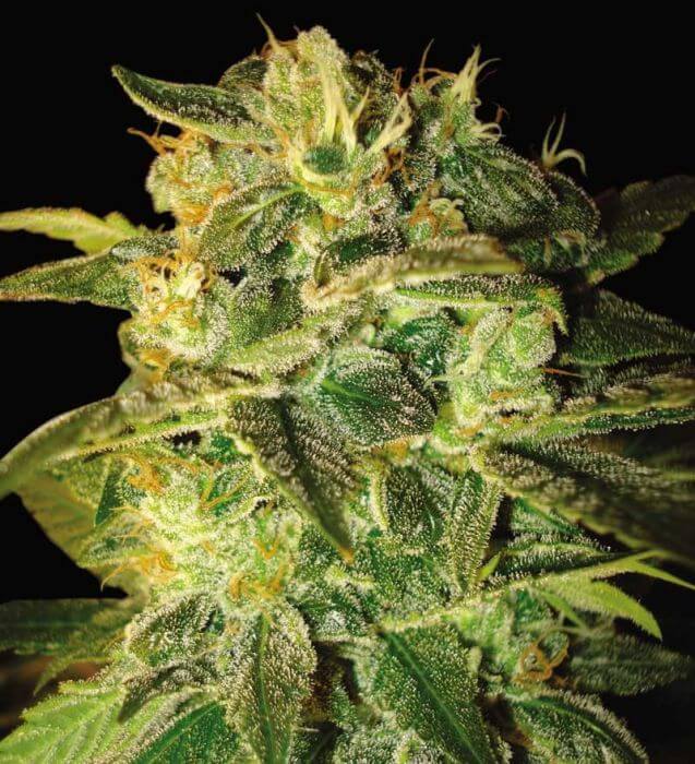 Sugar Mango Ryder Auto