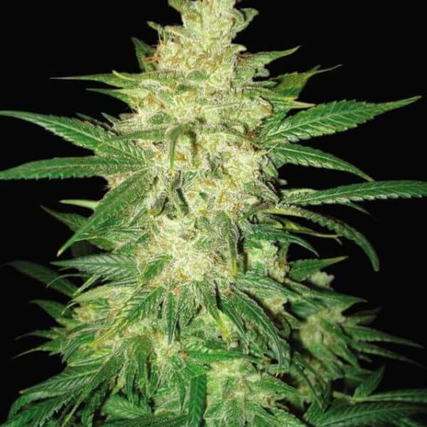 Colombian Gold Ryder (Sweet Coffee Ryder)