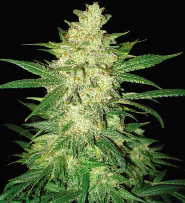 Colombian Gold Ryder Auto