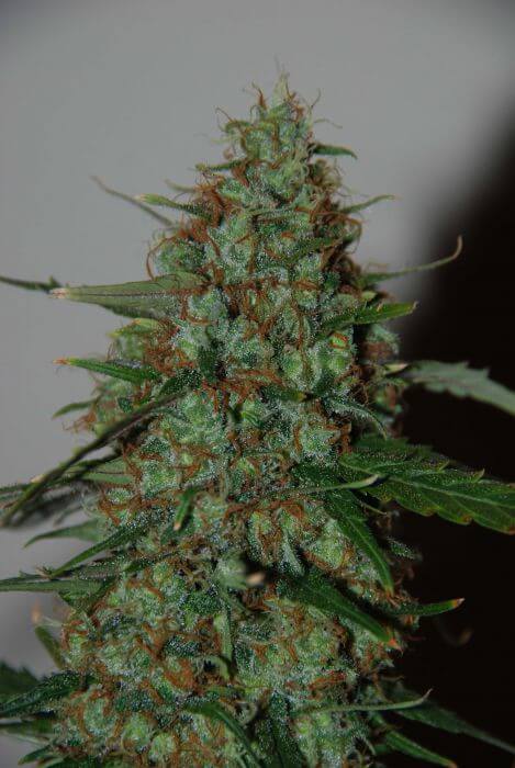 Wild Thailand Ryder Auto