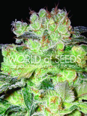 Afghan Kush X White Widow
