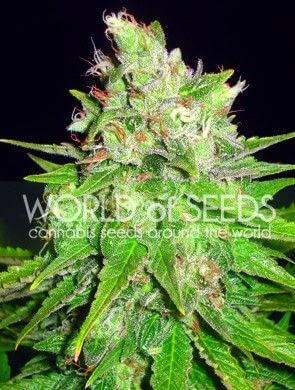 Mazar X Great White Shark
