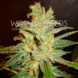 Northern Lights X Big Bud Early Version