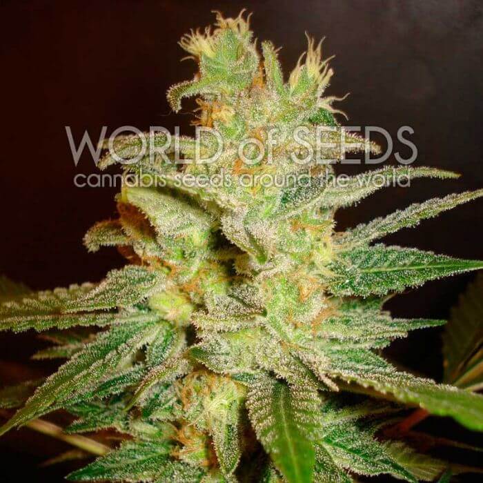 Northern Lights X Big Bud