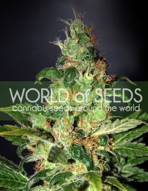 Chronic Haze