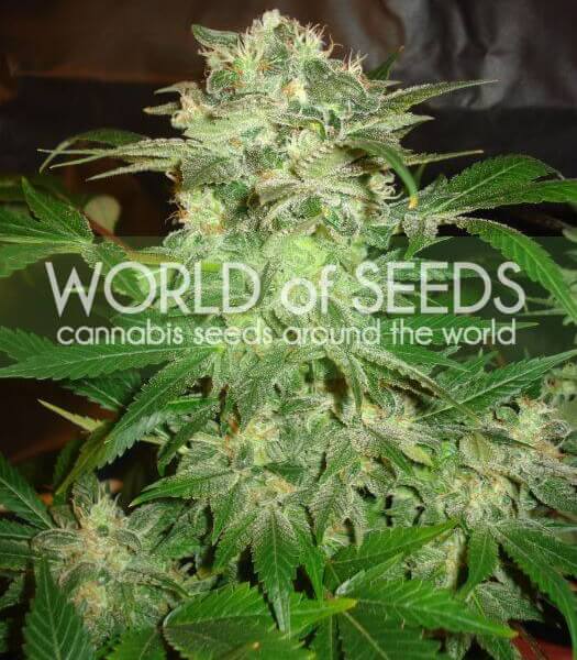 Mazar Kush