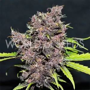 Purple Afghan Kush Ryder