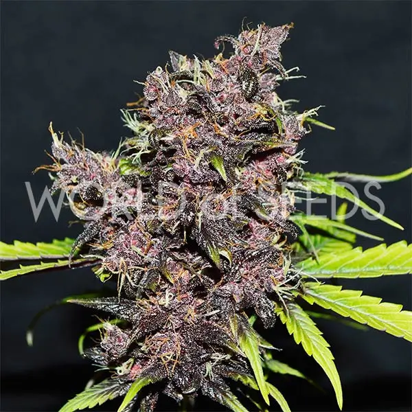 Purple Afghan Kush Ryder Auto