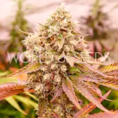 Burger Kush Early Version