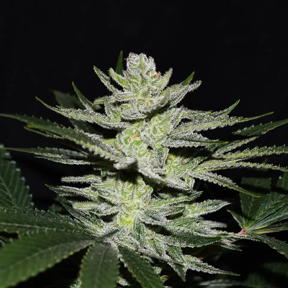 Chocolate Tai OG