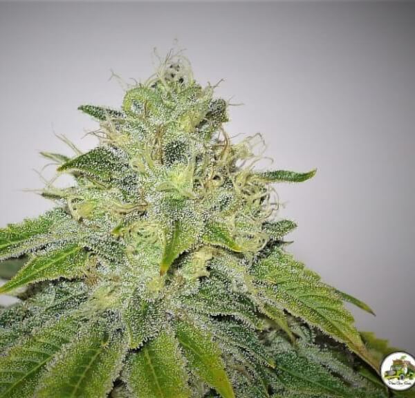 Kush And Cheese