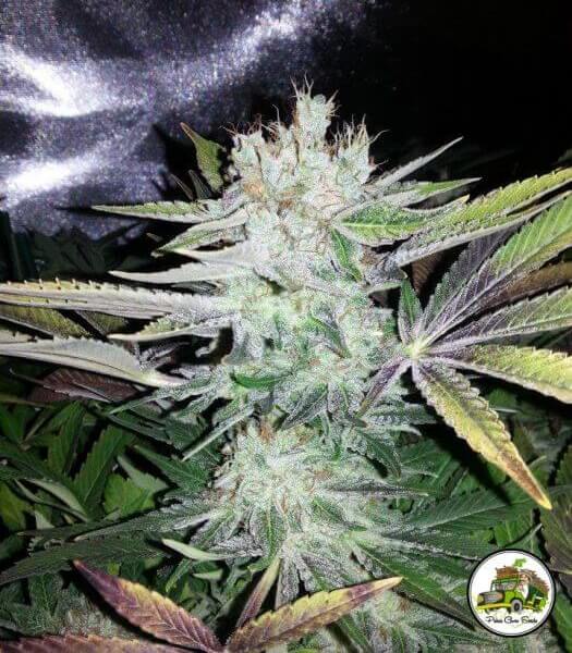 Soganjah CBD