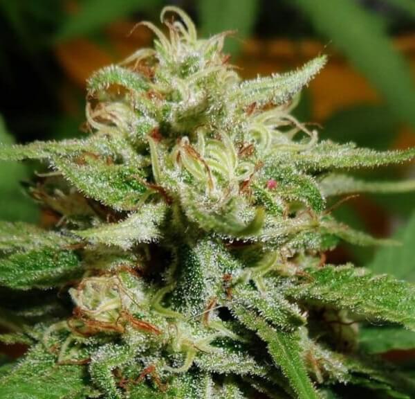 Old Amnesia