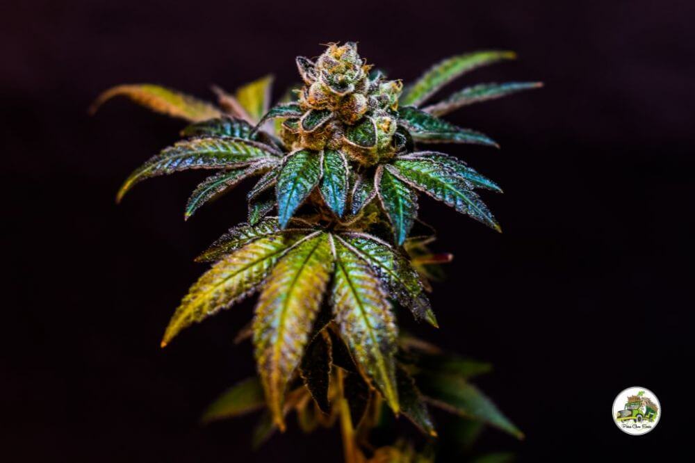 Cookies And Weed
